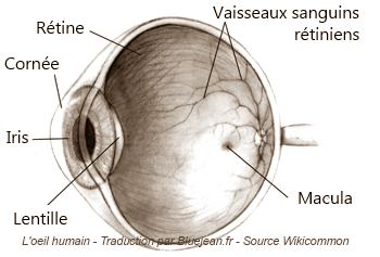 L'oeil humain et son anatomie