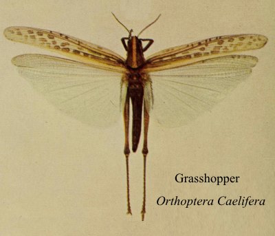 Grasshopper, criquet