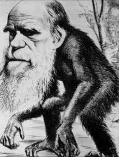 Darwin caricaturé en singe par ses détracteurs Darwin caricaturé en singe