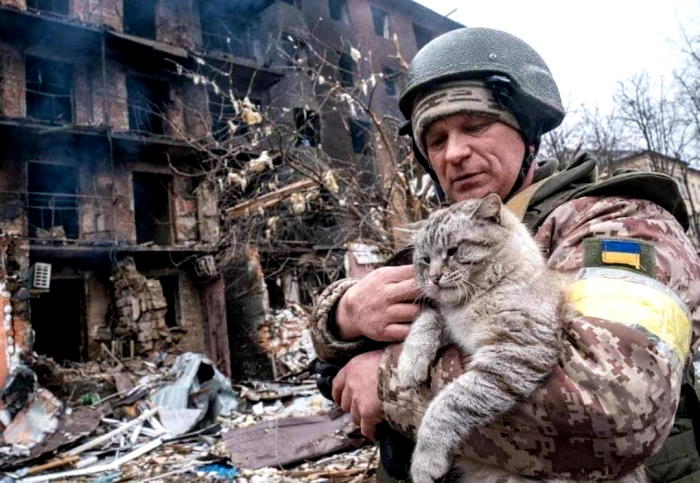 Un chat sauvé des décombres après un bombardement russe