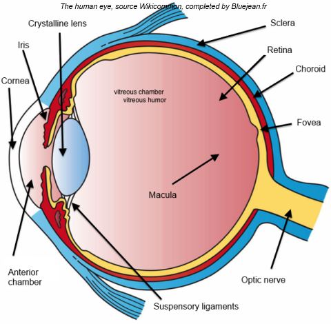 Anatomy of the human eye