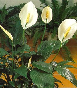 spathiphyllum