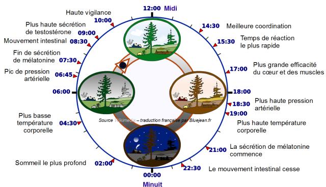 Horloge biologique de l'homme (ou cycle circadien)