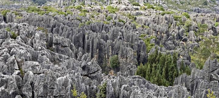 Forêt minérale