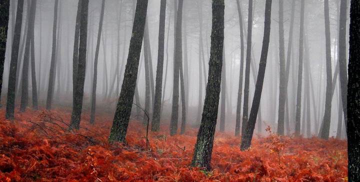 Forêt rouge